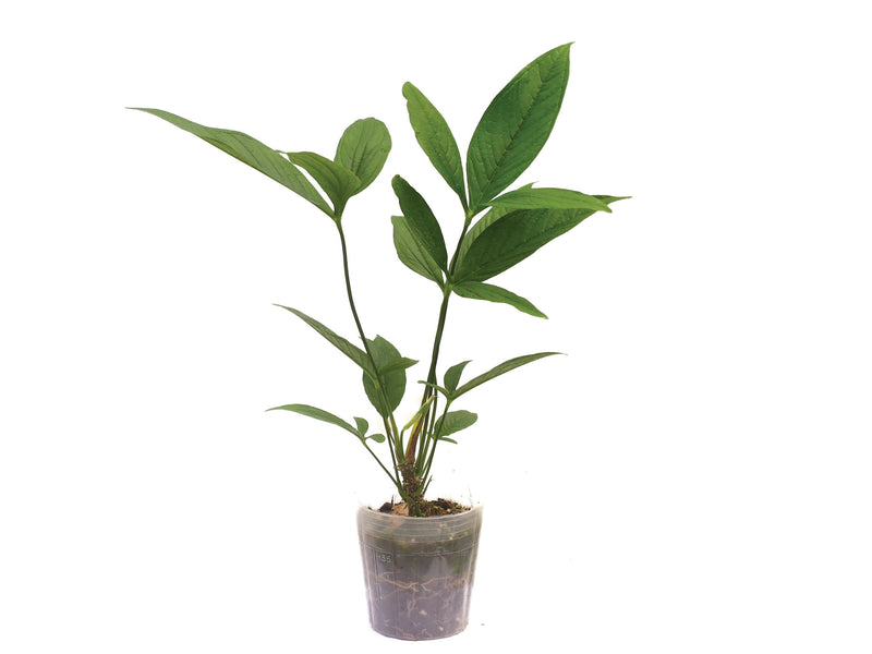 Anthurium triphyllum 'Esmeralda'