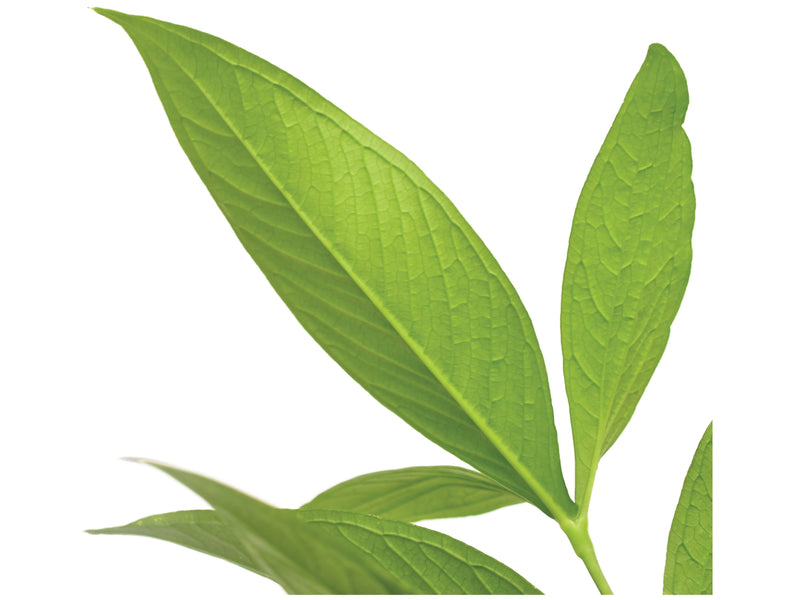 Anthurium triphyllum 'Esmeralda'