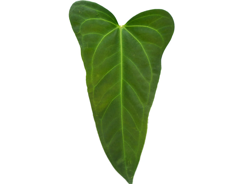 anthurium lobes Anthurium Feuille à Trois Lobes