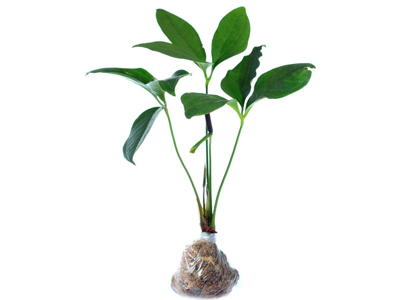 anthurium triphyllum Anthurium triphyllum
