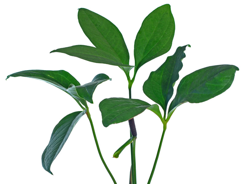 Anthurium triphyllum