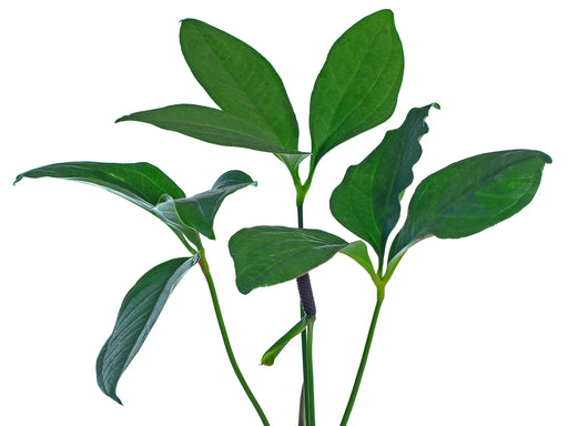 anthurium triphyllum Anthurium triphyllum