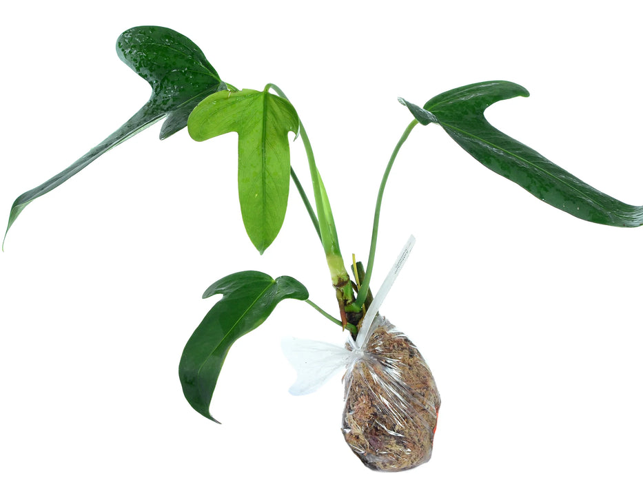 Anthurium truncicola