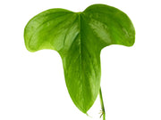 anthurium truncicola Anthurium truncicola — Ecuagenera Orquídeas del Ecuador