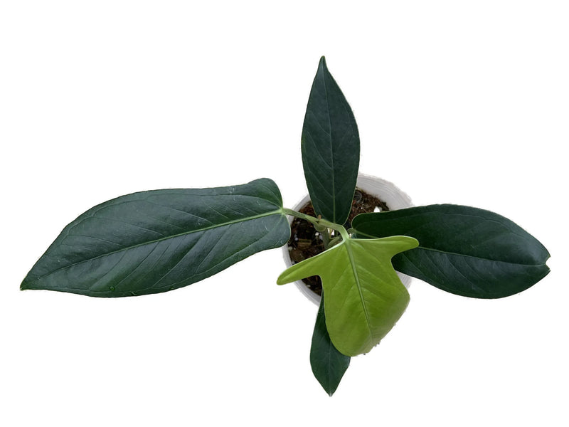 anthurium nanum Anthurium truncicola nanum — Ecuagenera Orquídeas del Ecuador