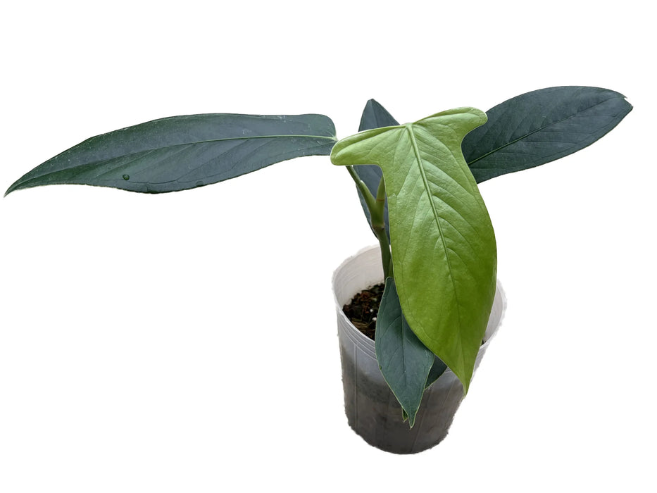 Anthurium truncicola nanum