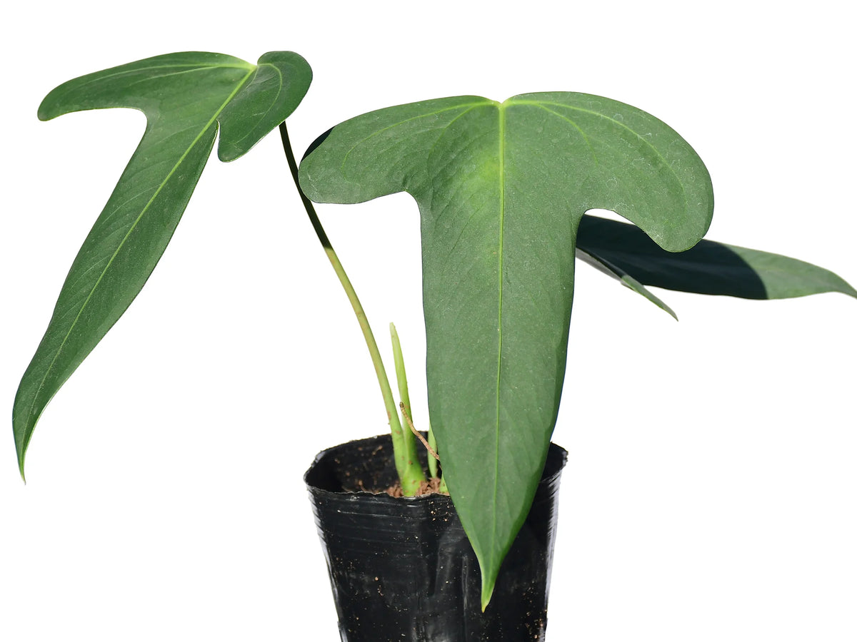 anthurium truncicola Anthurium truncicola