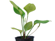 anthurium umbricola Anthurium umbricola