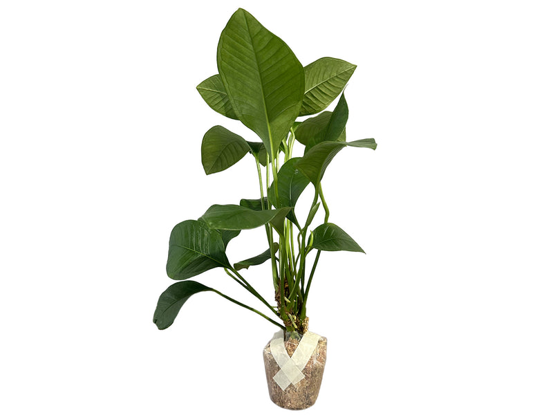 Anthurium umbricola