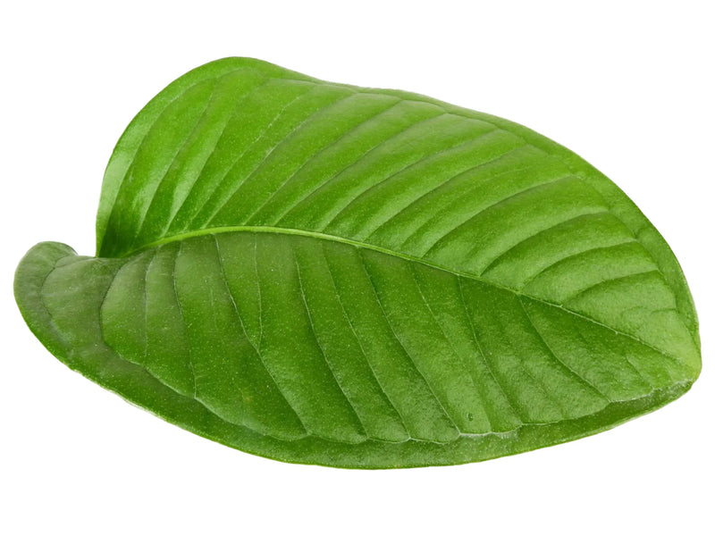 anthurium umbricola Anthurium umbricola