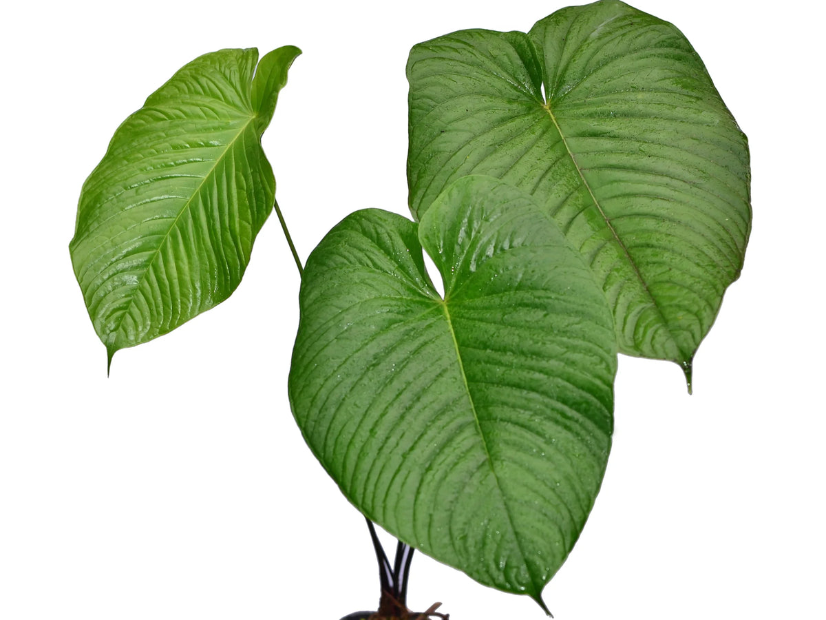 anthurium urbanii Anthurium urbanii