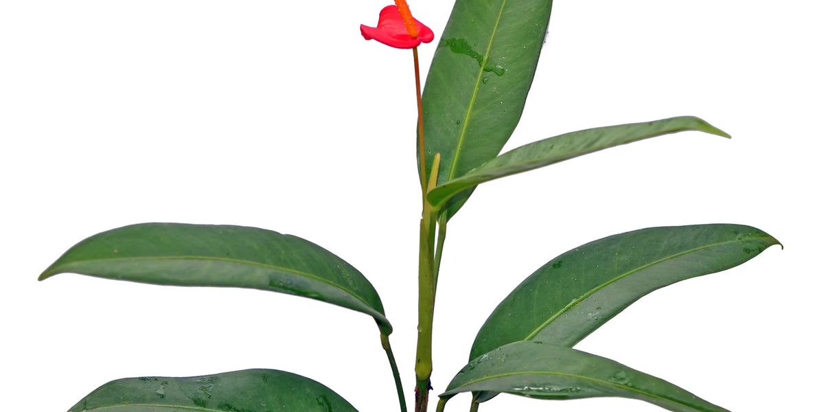 anthurium vanderknaapii Anthurium vanderknaapii