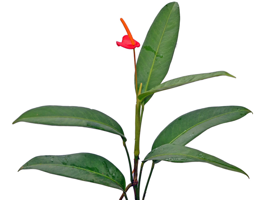 Anthurium vanderknaapii