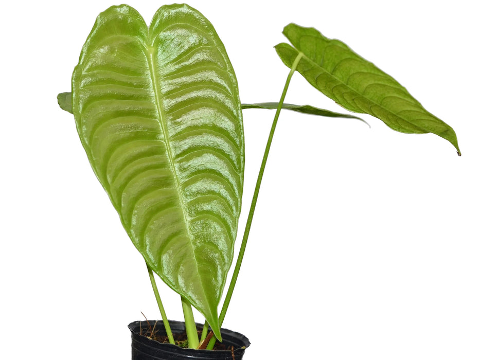 Anthurium veitchii