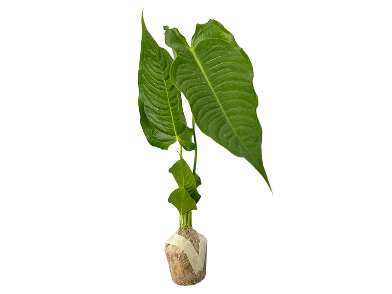 anthurium collettianum Anthurium veitchii – King Anthurium