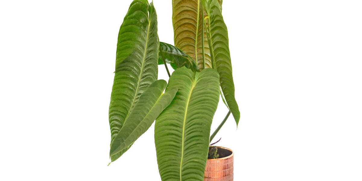Anthurium_veitchii_plant_1200x