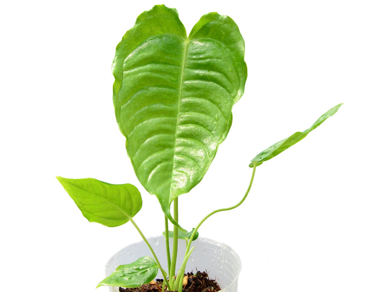king veitchii - anthurium veitchii Anthurium veitchii Seedling - King Anthurium