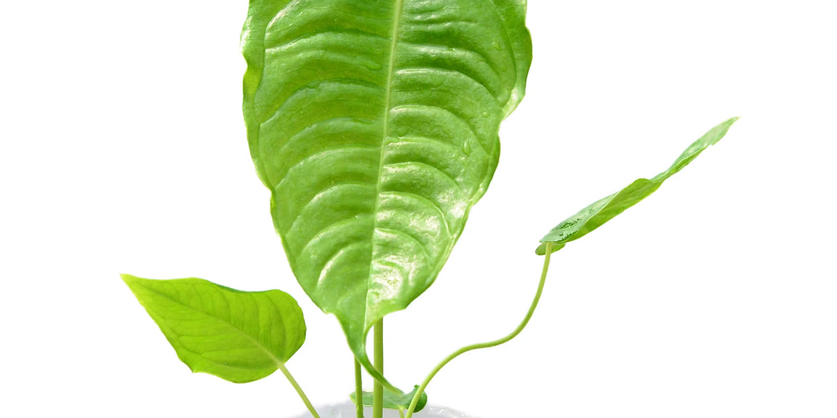 anthurium veitchii plant Anthurium veitchii Seedling - King Anthurium