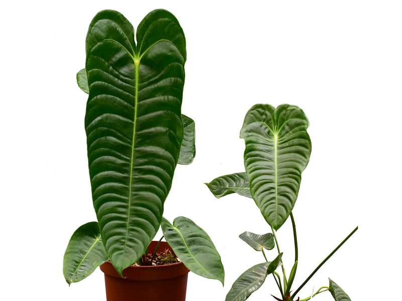Anthurium veitchii type 'Big'