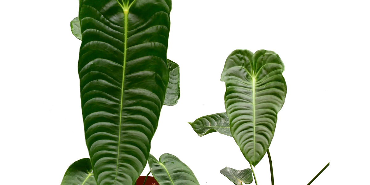 anthurium veitchii type Anthurium veitchii type 'Big'