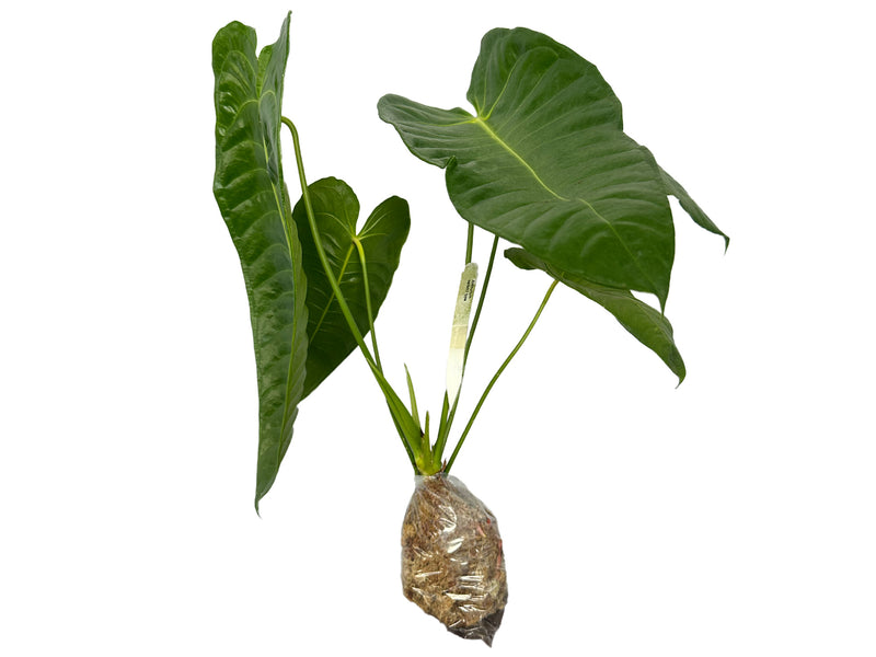 anthurium veitchii type vs veitchii Anthurium veitchii type
