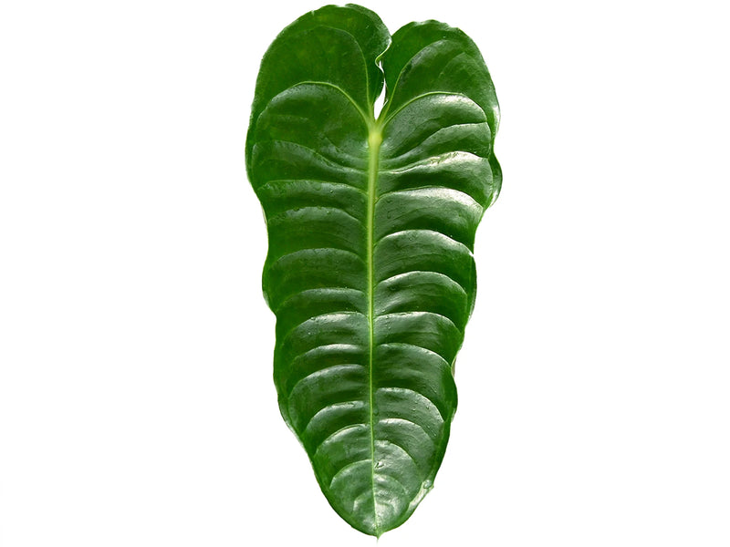 anthurium veitchii type Anthurium veitchii type