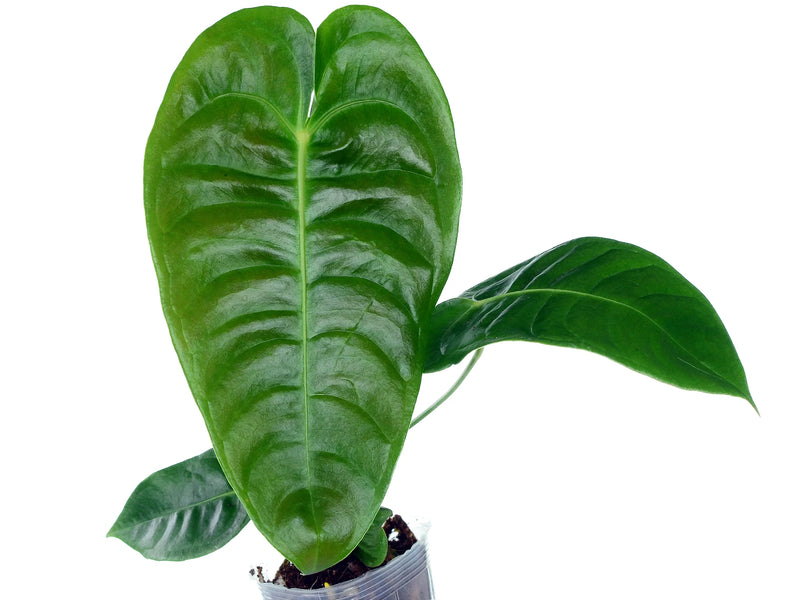 Anthurium veitchii type