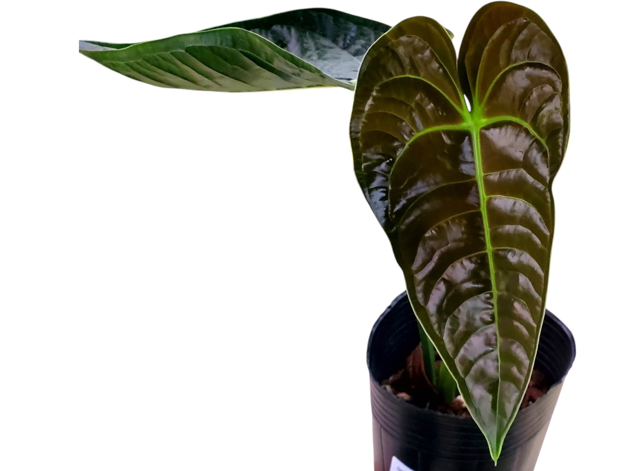 anthurium royal Anthurium Royal Corrugata