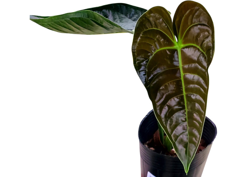 Anthurium Royal Corrugata