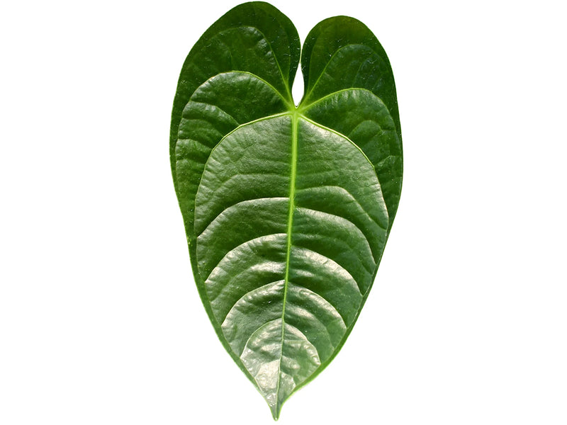 Anthurium Royal Corrugata