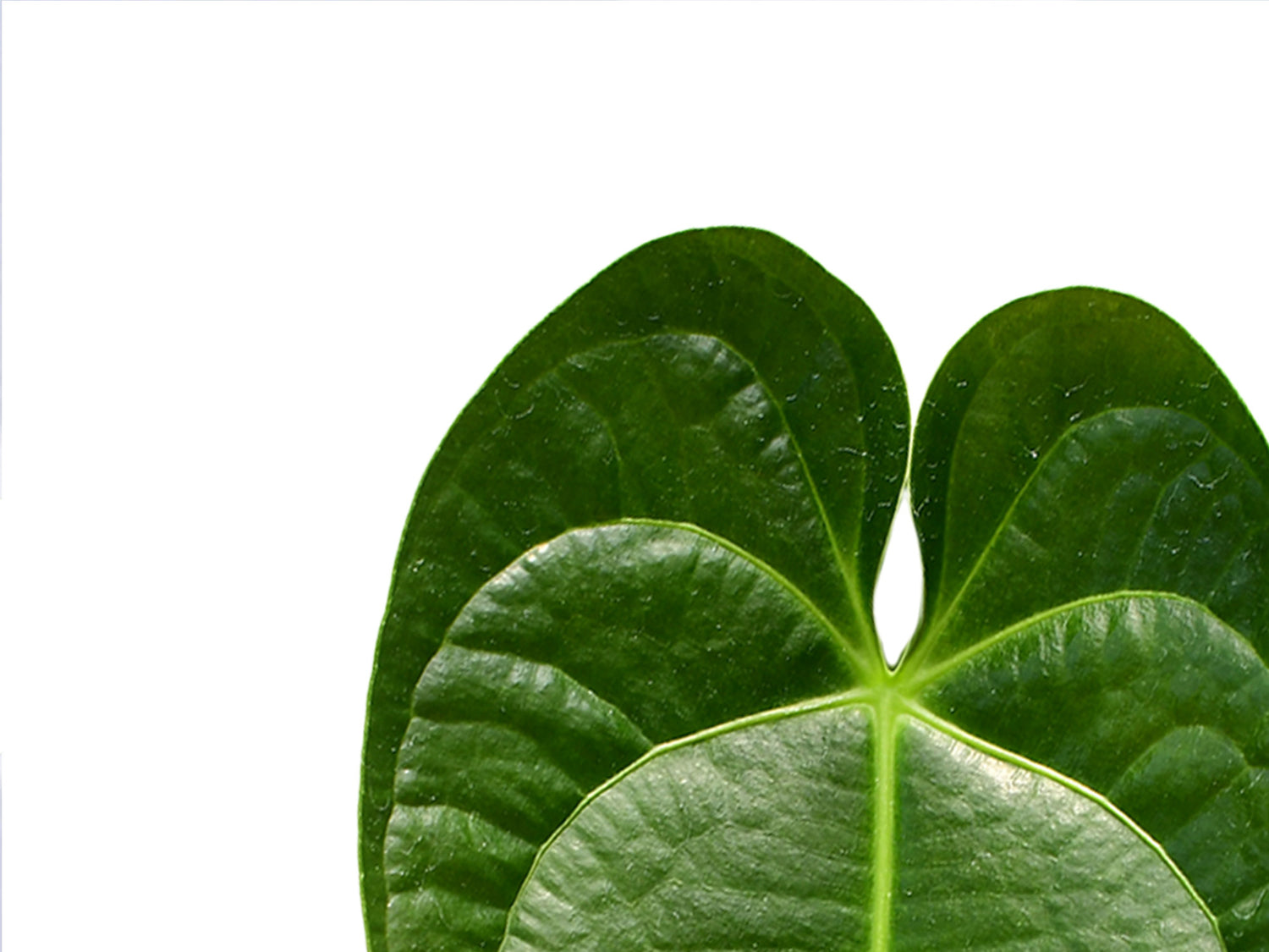 anthurium royal Anthurium Royal Corrugata — Ecuagenera Orquídeas del Ecuador