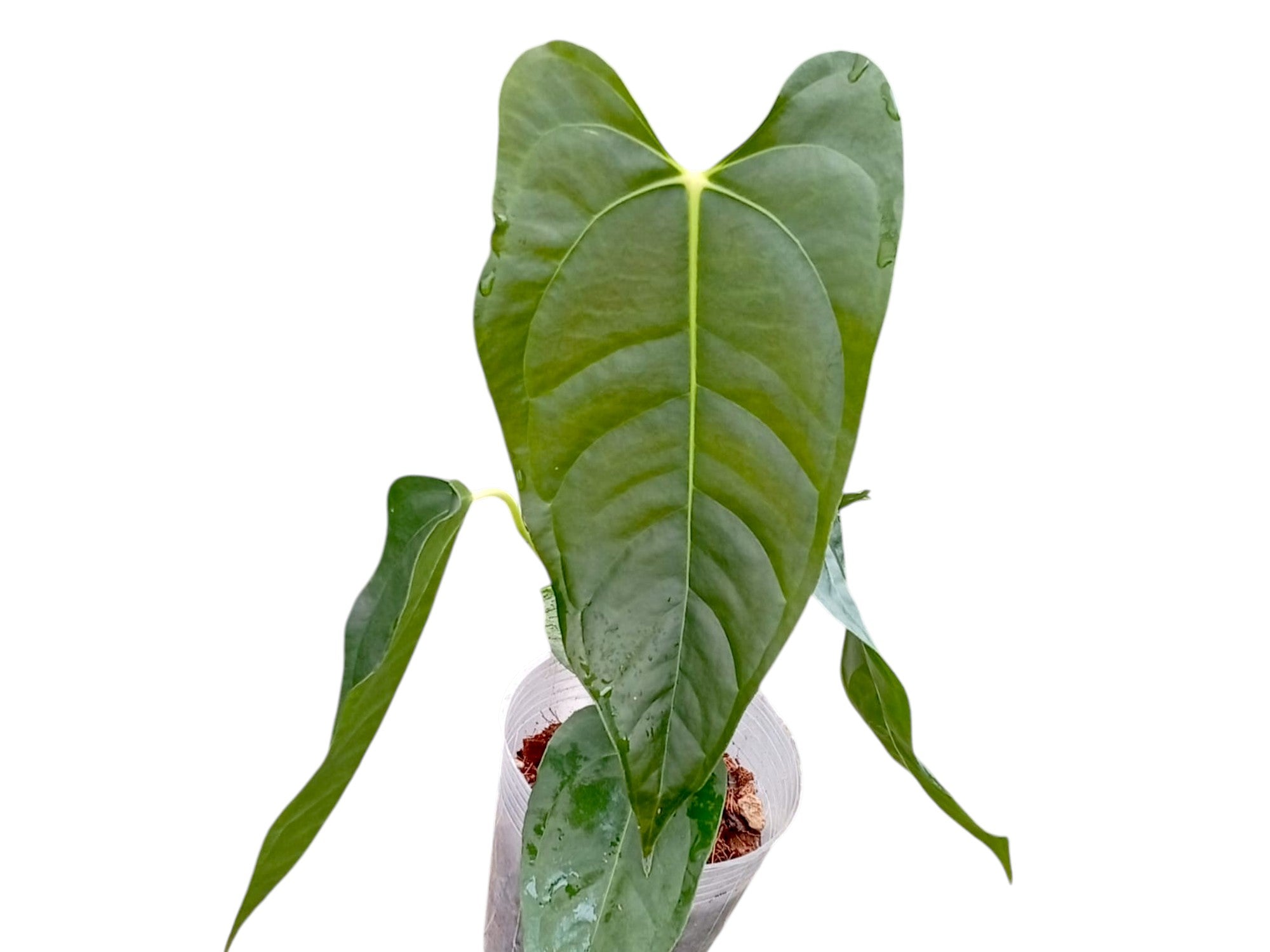 mmm. 2株 lisaとVeitchii AR × vellii Anthurium veitchii × papillilaminum – Hybrid Collector Anthurium