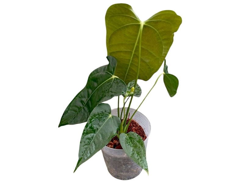 anthurium papillilaminum indonesia form Anthurium veitchii x Anthurium papillilaminum