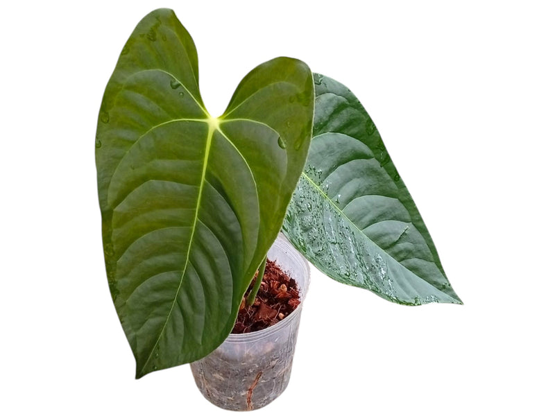 Anthurium veitchii x Anthurium papillilaminum