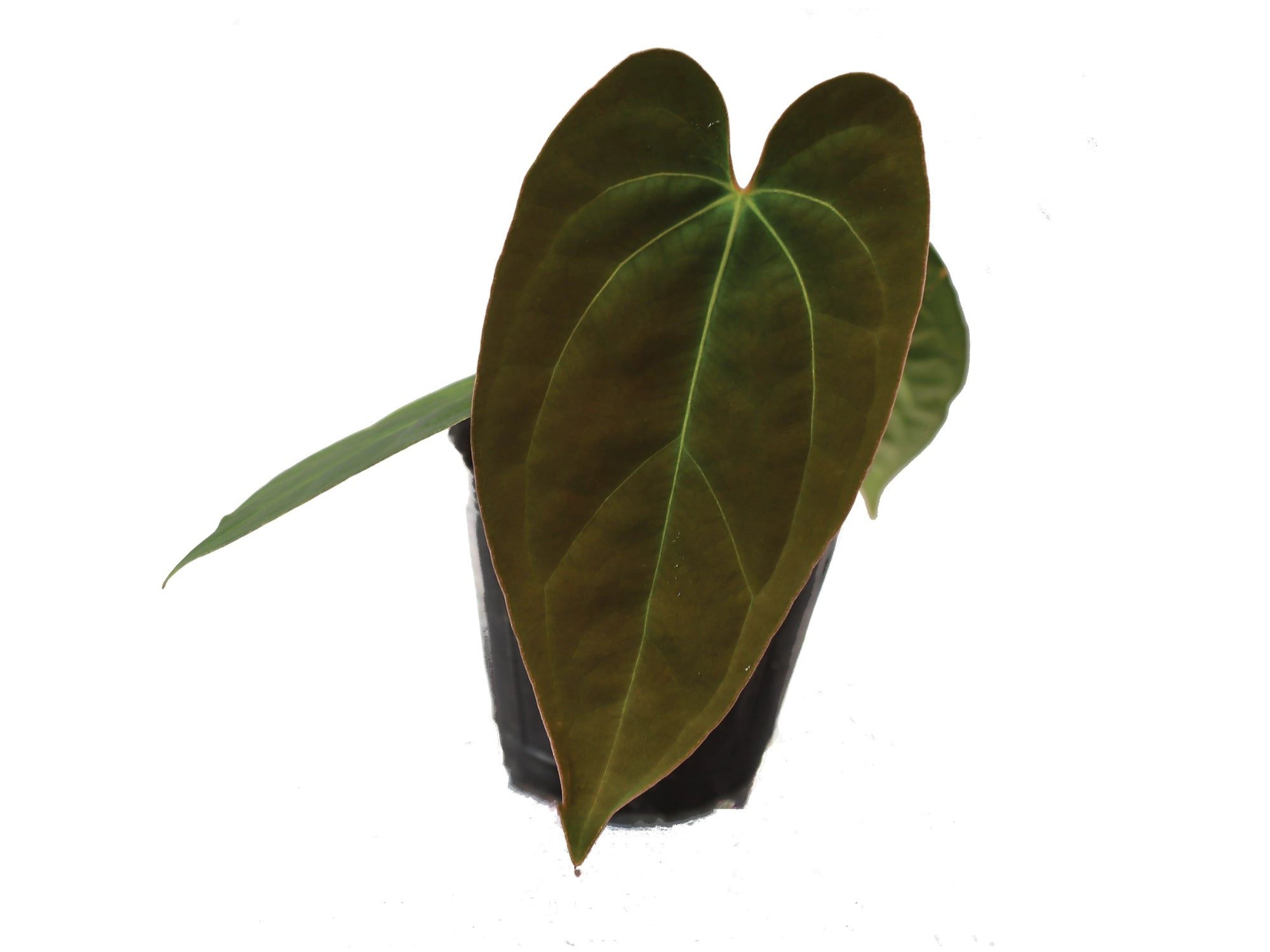 anthurium velvet leaves Anthurium Velvet Abyss (seedling)
