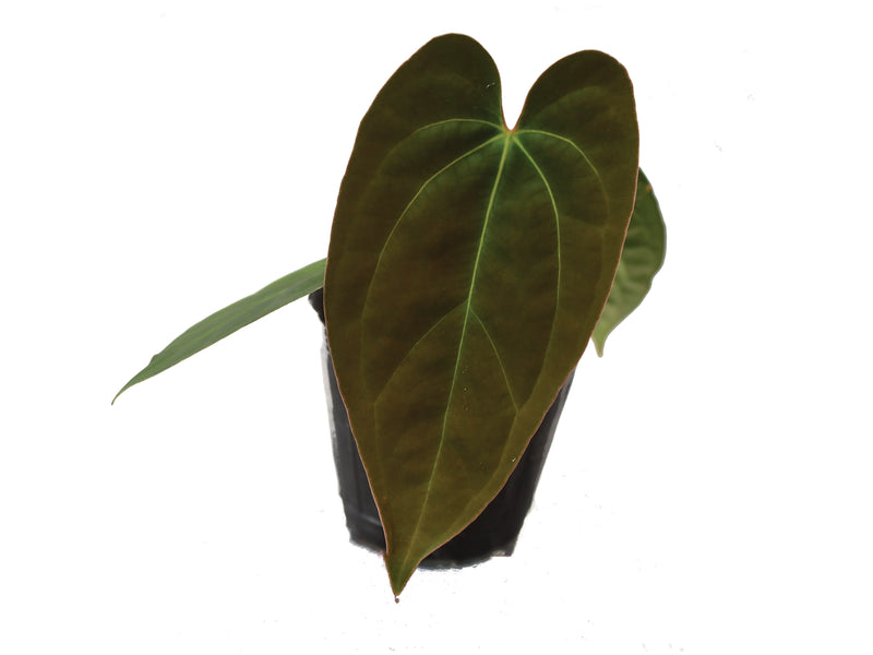 Anthurium Velvet Abyss (seedling)
