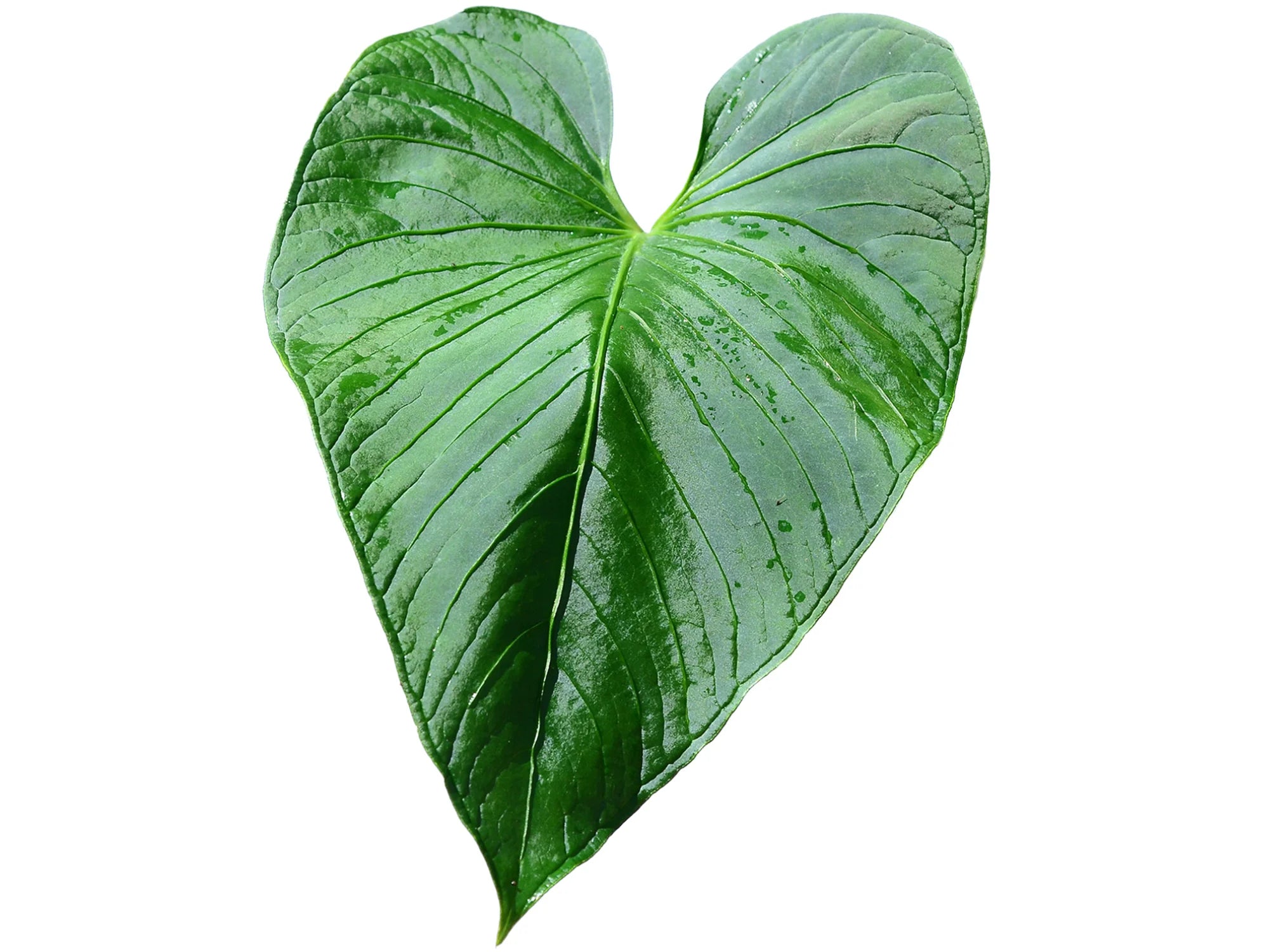 anthurium versicolor Anthurium versicolor