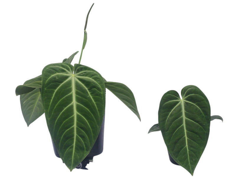 Anthurium villenaorum (Big)