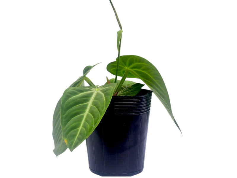 Anthurium villenaorum (Big)