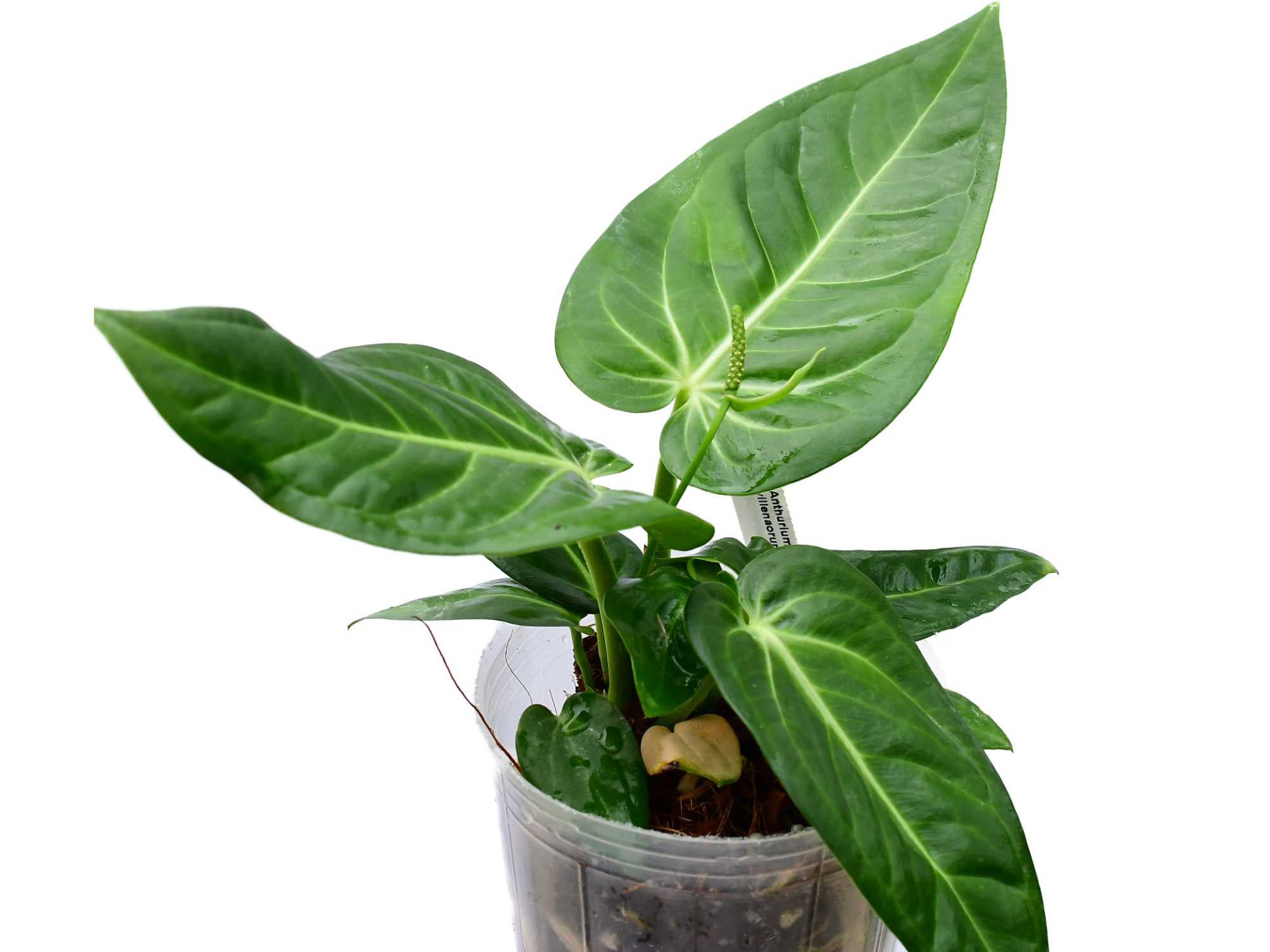 anthurium villenaorum for sale Anthurium villenaorum (medium) — Ecuagenera Orquídeas del Ecuador