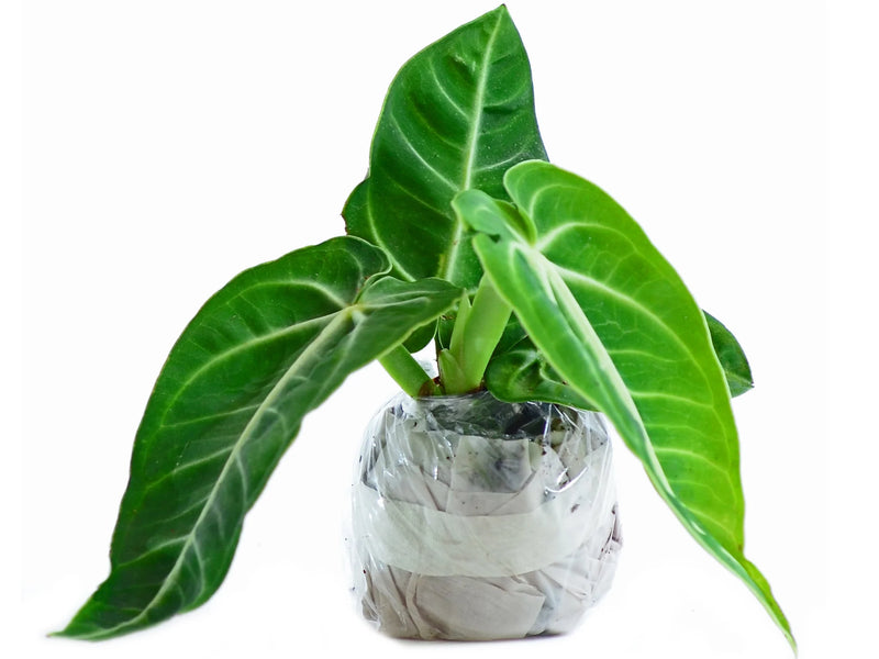 anthurium comanda online Anthurium villenaorum — Ecuagenera Orquídeas del Ecuador