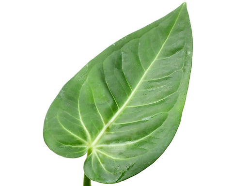 anthurium villenaorum for sale Anthurium villenaorum (medium) — Ecuagenera Orquídeas del Ecuador