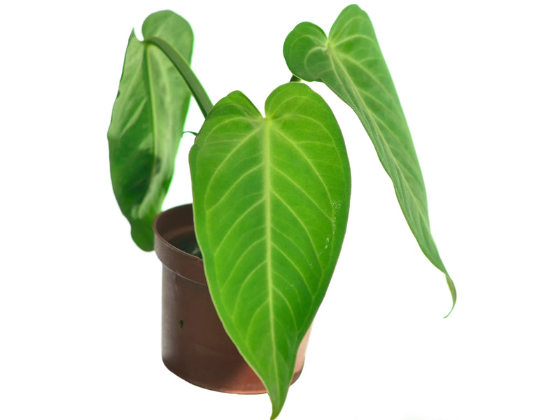 is anthurium a philodendron Anthurium villenaorum — Ecuagenera Orquídeas del Ecuador