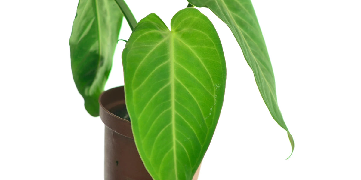 anthurium toxic to humans Anthurium villenaorum — Ecuagenera Orquídeas del Ecuador