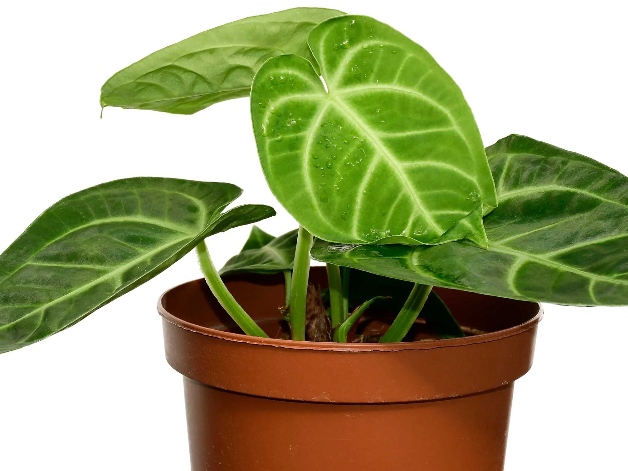 Anthurium villenaorum x Anthurium magnificum — Ecuagenera Anthurium villenaorum x Anthurium magnificum — Ecuagenera