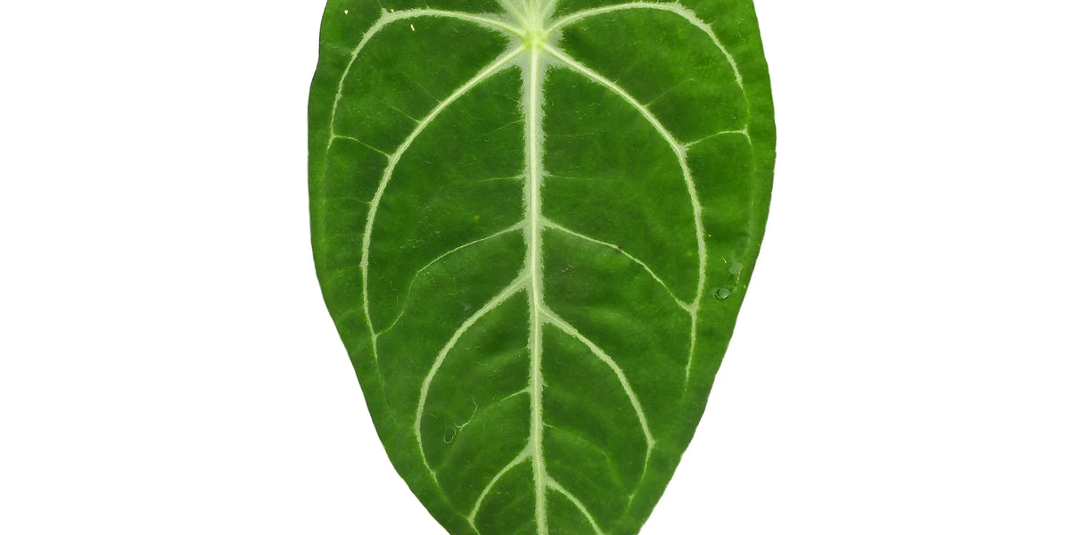 anthurium villenaorum x radicans Anthurium villenaorum x Anthurium forgetii — Ecuagenera Orquídeas del  Ecuador