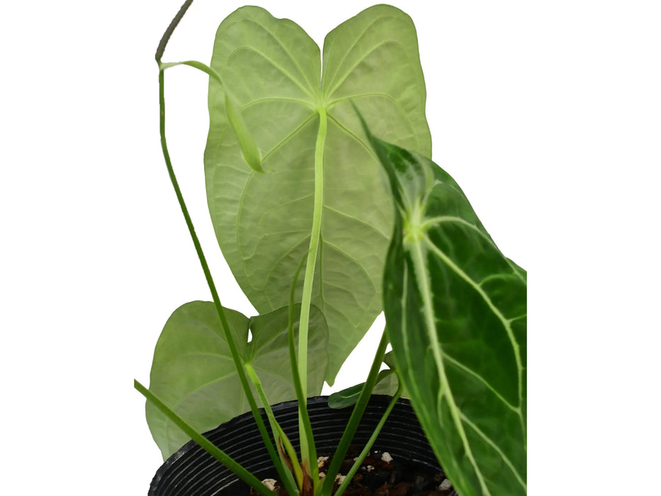 Anthurium villenaorum x Anthurium forgetii