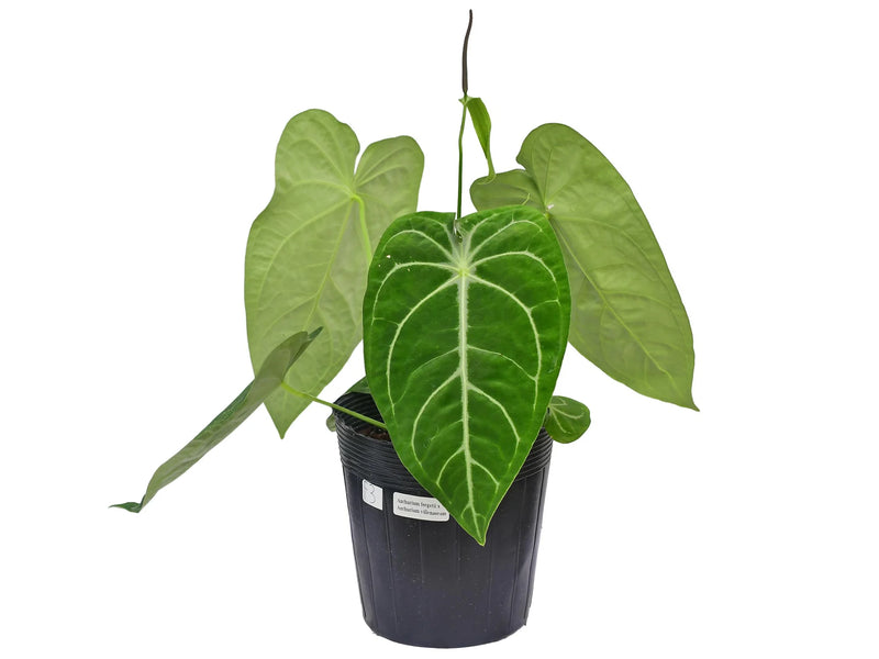 anthurium forgetii x papillilaminum Anthurium villenaorum x Anthurium forgetii
