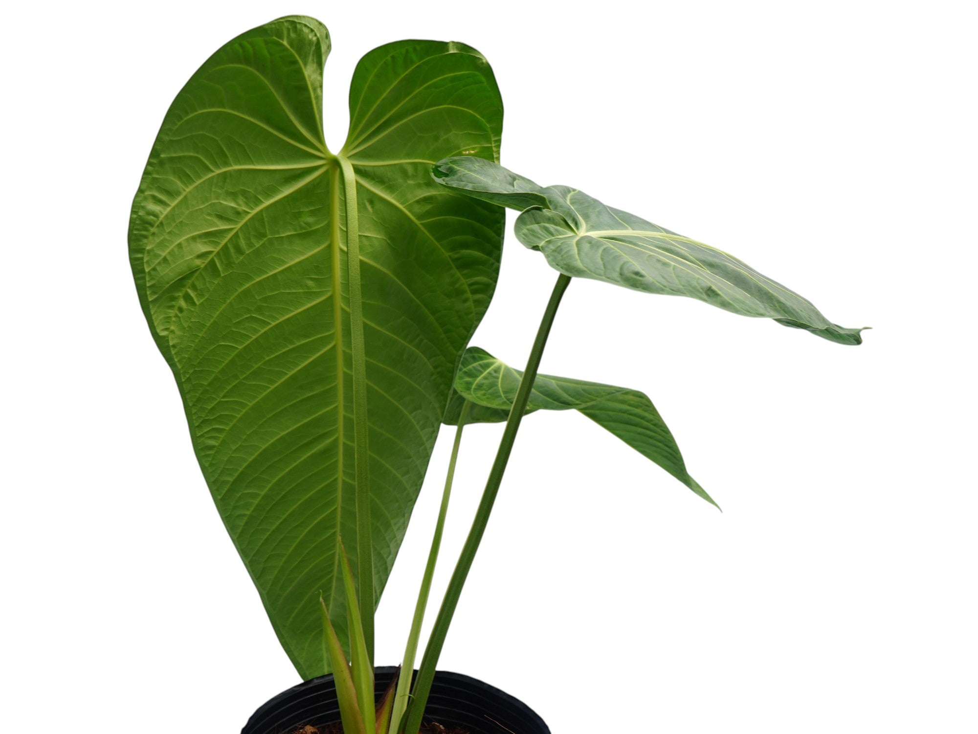 Anthurium villenaorum x Anthurium marmoratum