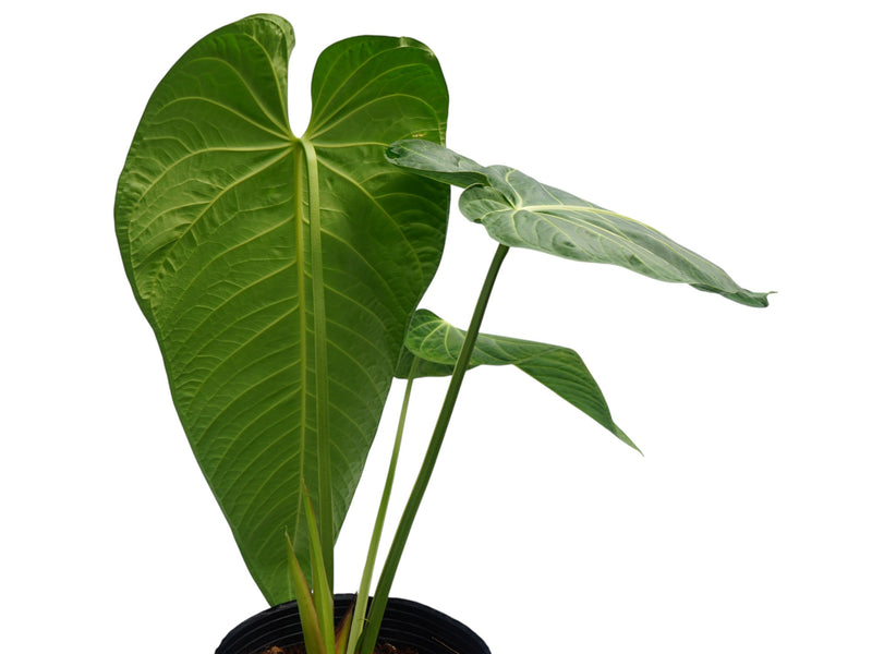 Anthurium villenaorum x Anthurium marmoratum